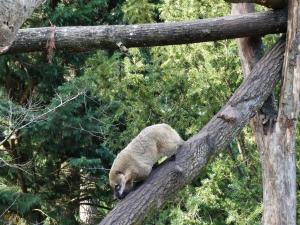 Coati roux