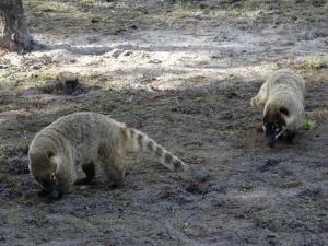 Coati roux