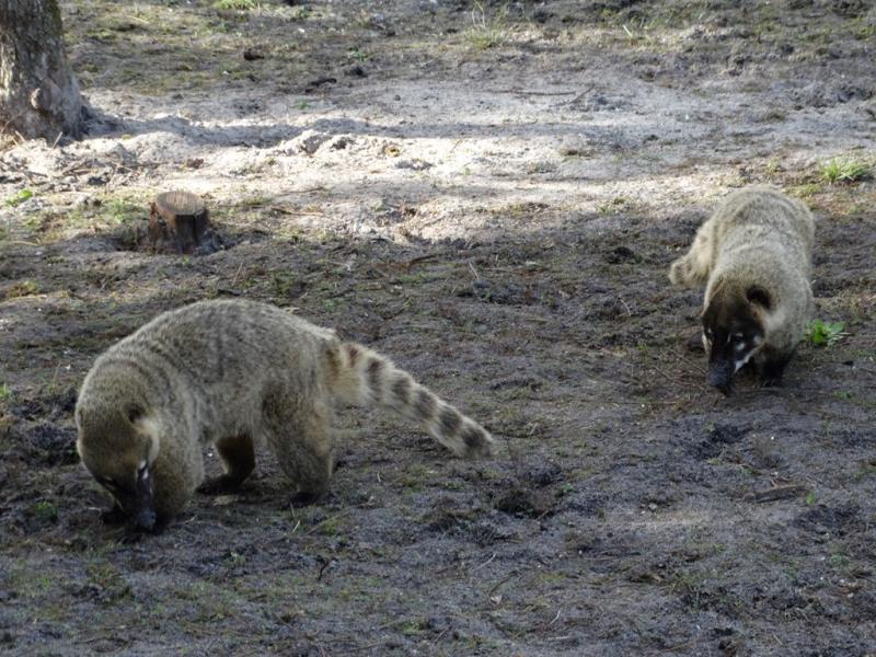 Coati roux