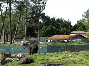 Eléphant d'Afrique