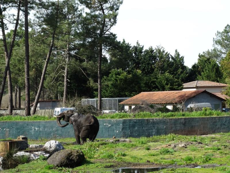 Eléphant d'Afrique