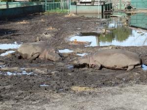 Hippopotame amphibie