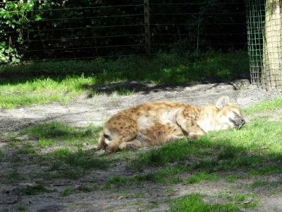 Hyène tachetée - 2014