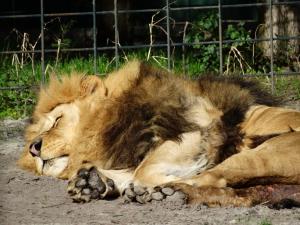 Lion