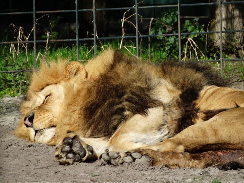 Lion