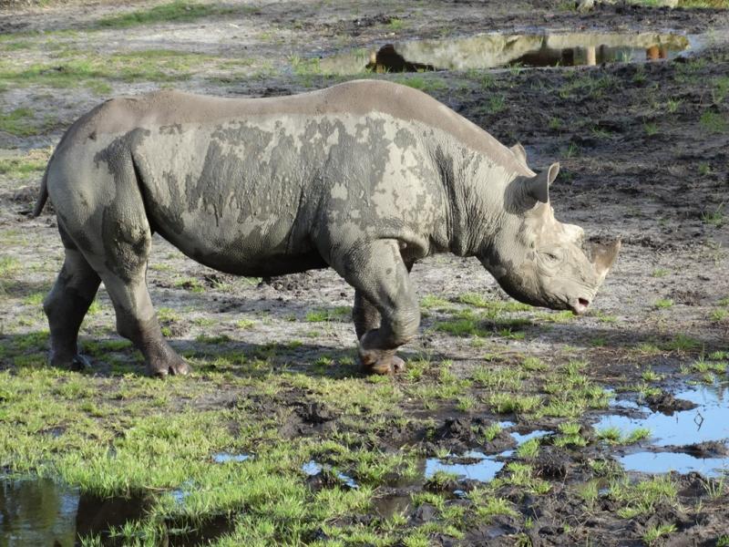 Rhinocéros noir