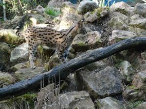 Serval