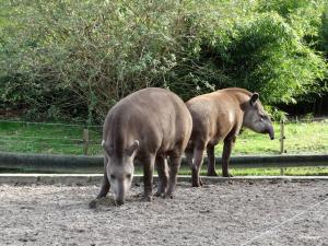Tapir terrestre