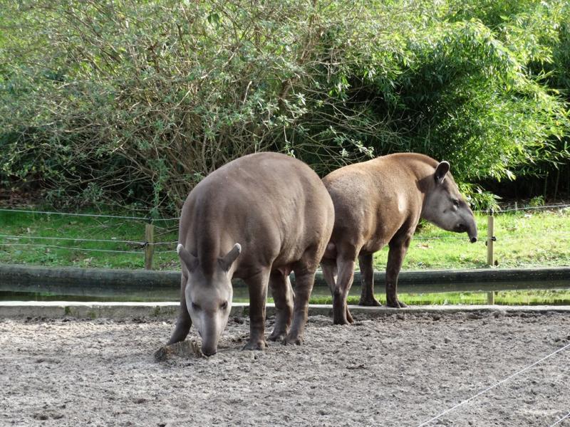 Tapir terrestre