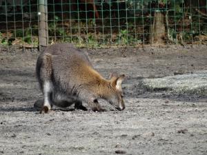 Wallaby de Bennett