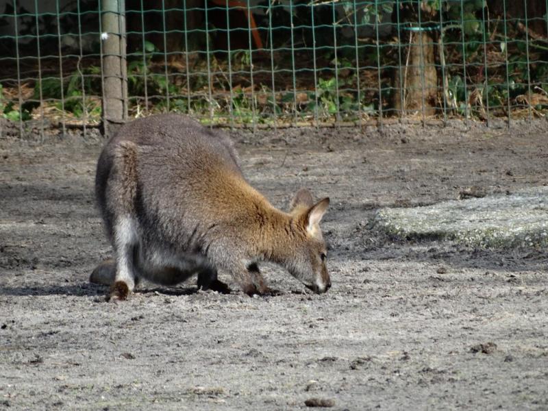 Wallaby de Bennett