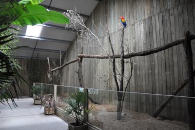 Tatou à 6 bandes - Ara macao - 2014