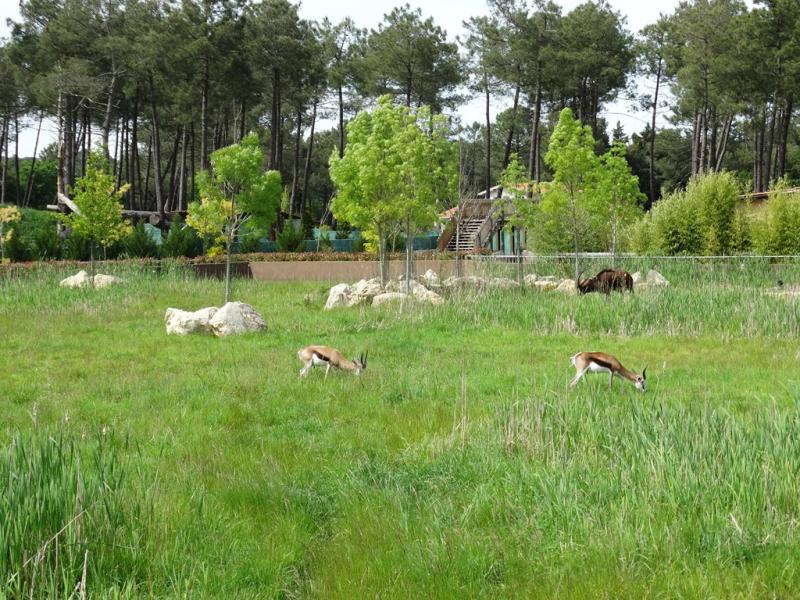 Plaine africaine