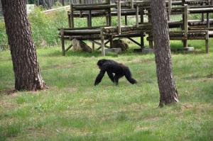 Chimpanzé