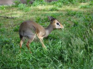 Dik-dik de Kirc