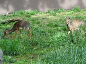 Dik-dik de Kirc