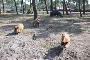 Hippopotame - Potamochère