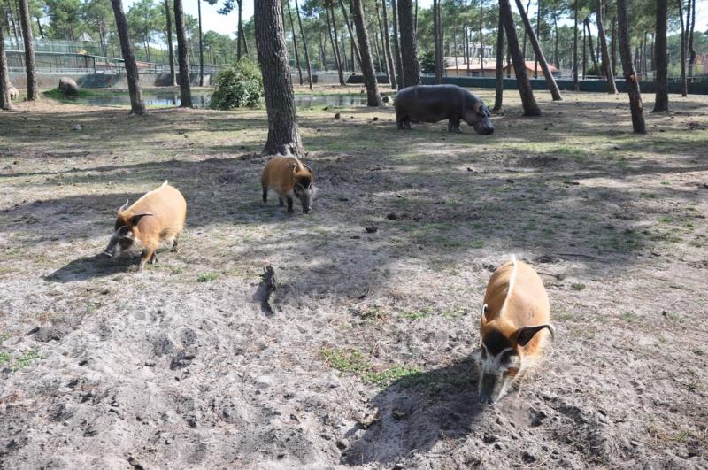 Hippopotame - Potamochère