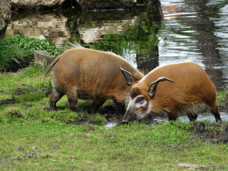 Potamochère