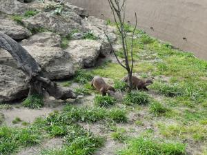 Loutre d'Asie