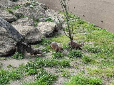 Loutre d'Asie - 2014