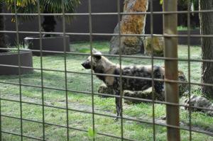 Lycaon