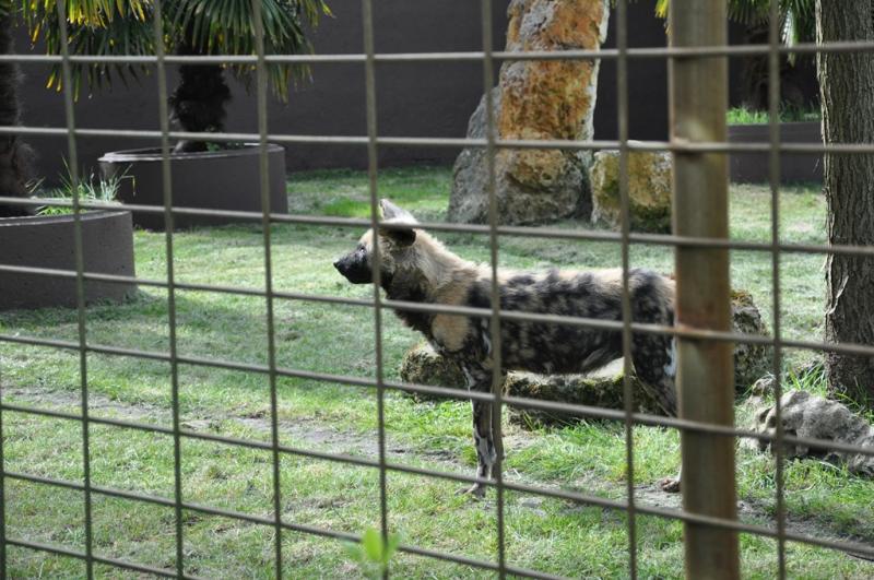 Lycaon
