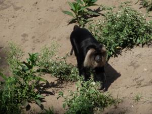 Macaque ouandérou
