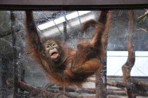 Orang-outang