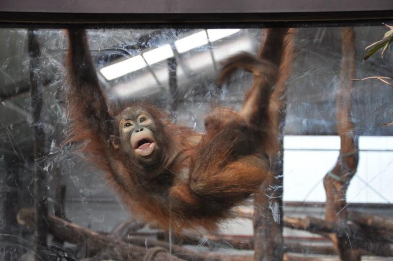 Orang-outang