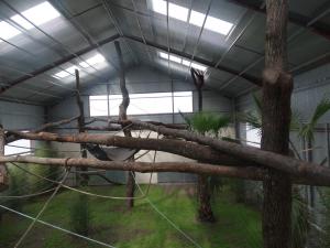 Orang-outang