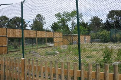 Panthère du Sri-Lanka - 2014