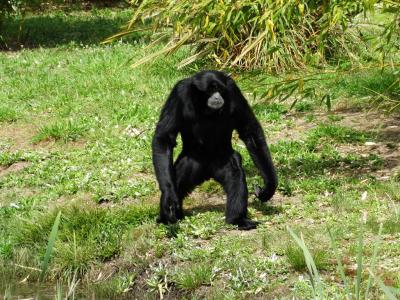 Siamang - 2014