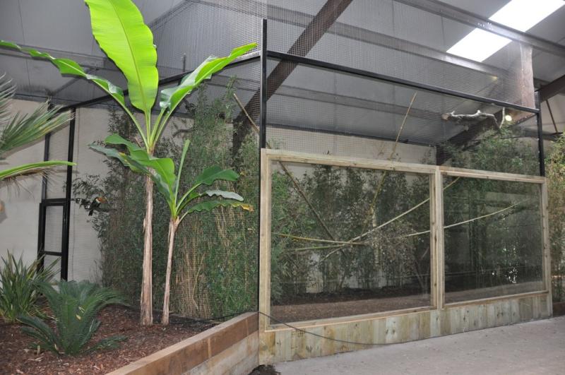 Tamarin labié - Toucan