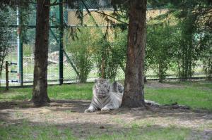 Tigre blanc