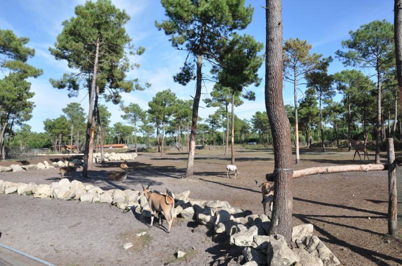 Plaine africaine