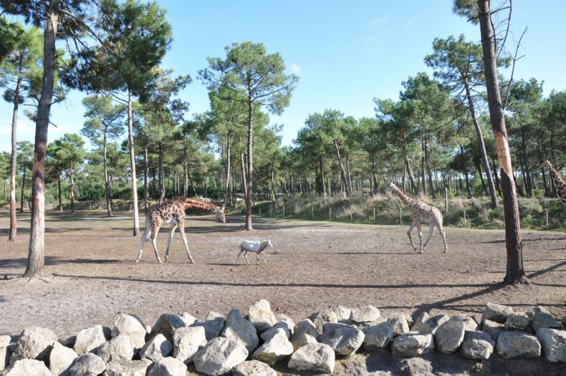 Plaine africaine