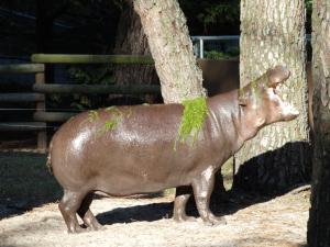 Hippopotame nain