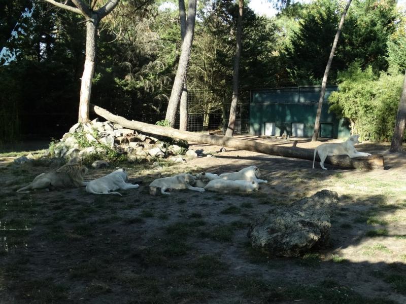 Lion blanc