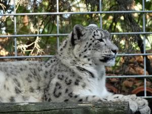 Panthère des neiges