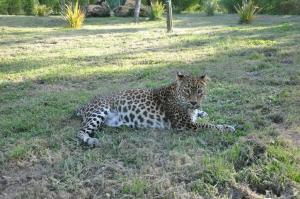 Panthère du Sri-Lanka
