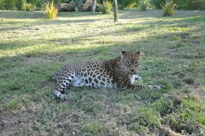 Panthère du Sri-Lanka - 2014