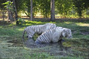 Tigre blanc