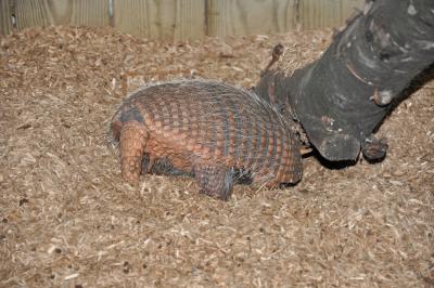 Tatou à 6 bandes - 2014