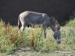 Ane de Somalie