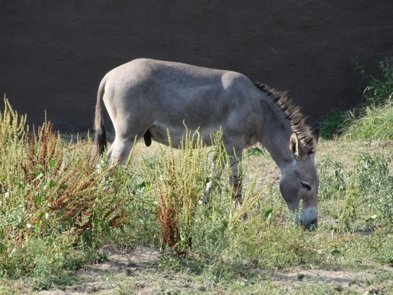 Ane de Somalie