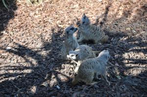Suricate