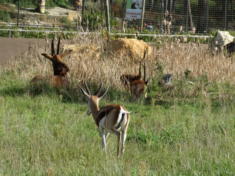 Plaine africaine