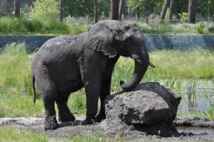 Eléphant d'Afrique