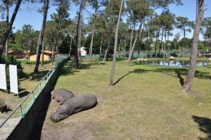 Hippopotame - Potamochère